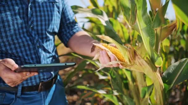 Mısır tarlası. Yakın plan. Çiftçi, dijital tablet kullanarak kalite, olgunluk ve mısırı inceler, hasat etmeden önce mısır mahsulünü inceler. Tarım işi. Mısır çiftliği. Hasat zamanı. — Stok video