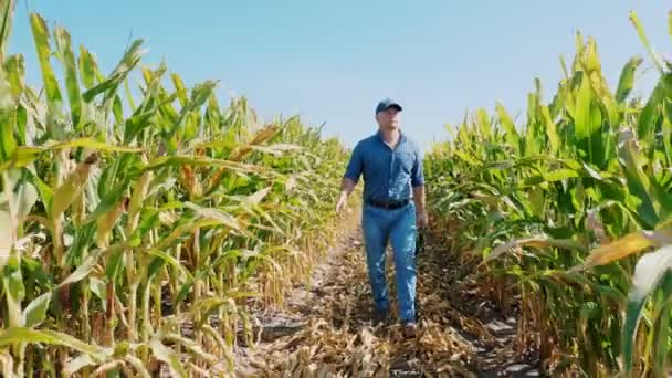 Majsplantage. Majsfält. Jordbrukare, med digital tablett, går genom majsfält, mellan gröna majsrader. Jordbruksföretag. Majsfarm. Skördetid. — Stockvideo