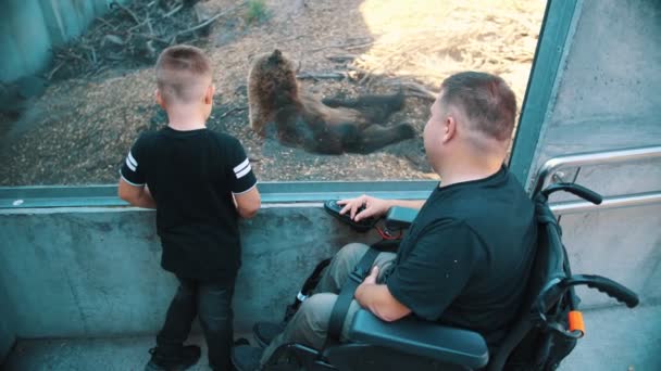 Día de los padres. persona con una discapacidad. papá y su pequeño hijo lindo están visitando el zoológico, mirando a los animales en los aviarios. Papá es un usuario de silla de ruedas. personas con necesidades especiales. — Vídeo de stock