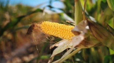 Mısır koçanı. Mısır tarlası. Mısır tarlası. Yakın plan. Olgun sarı mısır koçanı hasat etmeye hazır. Mısır tohumları. Güneş ışınlarında, mavi gökyüzü arkaplanına karşı. Tarım işi. Mısır çiftliği. Hasat zamanı.