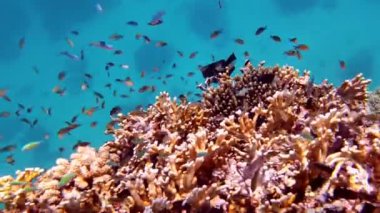 Su altı mercan kayalıkları. Balık sürüleri. sayısız farklı renkli, egzotik resif balığı mavi denizde yüzer ve güneş ışınları altında parlar. Okyanus ya da denizdeki su altı yaşamı. inanılmaz deniz manzarası.