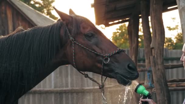 Φροντίδα αλόγων. το άλογο πίνει νερό από σωλήνα ψεκασμού, το ηλιοβασίλεμα, υπό το φως του ζεστού καλοκαιρινού ηλιακού φωτός, σε ράντσο ή αγρόκτημα, κατά τη διάρκεια της διαδικασίας πλύσης αλόγων. — Αρχείο Βίντεο