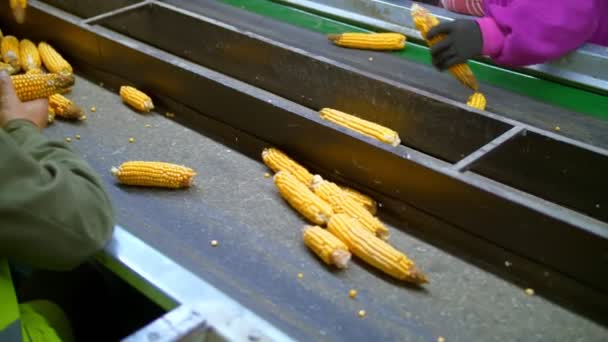 Mazorcas de maíz en la cinta transportadora. Primer plano. mazorcas de maíz desfoliadas se mueven en cinta transportadora automatizada. los trabajadores controlan la calidad de las materias primas. Agroindustria. Fábrica de procesamiento de maíz. Agricultura. — Vídeos de Stock