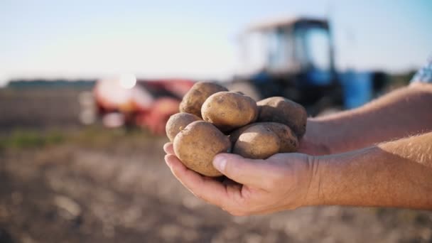 Potatisskörd. Potatisknölar. närbild. jordbrukare håller i sina händer stora knölar av nyskördad potatis, på fältet, mot bakgrund av potatisskördare, traktor. — Stockvideo