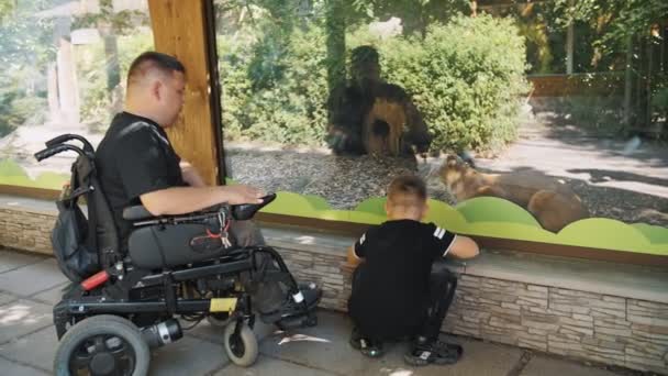 Día de los padres. persona con una discapacidad. papá y su pequeño hijo lindo están visitando el zoológico, mirando a los animales en los aviarios. Papá es un usuario de silla de ruedas. personas con necesidades especiales. — Vídeos de Stock