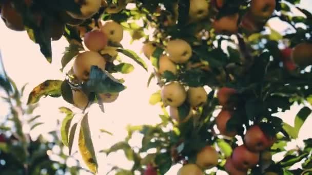 Збирання яблук. органічні фрукти. яблуневе господарство. крупним планом. збирання яблучного врожаю. Садівництво. органічна їжа. яблука в сонячному сяйві. екологічний сад . — стокове відео