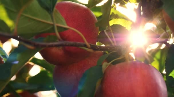 Яблука. органічні фрукти. яблуневе господарство. крупним планом. свіжі яблука ростуть на гілці, в сонячному полум'ї, в саду. екологічний сад. Садівництво. органічна їжа. урожай яблук — стокове відео