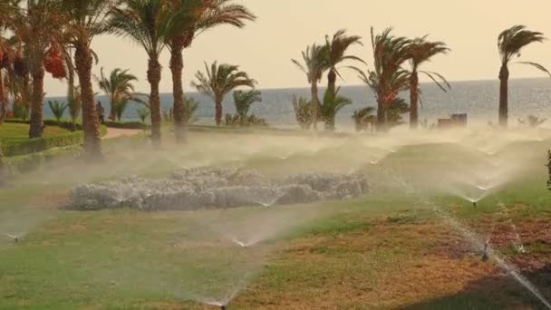 Gräsbevattning. Gräsmatta bevattningssystem. Gräsmatta sprinkler. Bevattningssystem. vatten sprinklers arbetar, vattna gräsmattan gräs i den tropiska trädgården med palmer. — Stockvideo