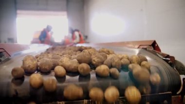 Patates hasadı. Patates ayıklama. Yakın plan. Yetenekli işçiler, eldivenler, yeni toplanmış patatesleri sıralamak ve toplamak, taşıyıcı bant makinesinde. Patates ayıklamak için üretim hattı. tarım teknolojileri