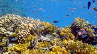 Su altı mercan kayalıkları. Güzel, renkli, sualtı mercan bahçesi deniz manzarası, güneş ışığında, küçük, parlak, egzotik balıklarla. Deniz hayatı. Deniz dünyası. mercan bahçesi cenneti