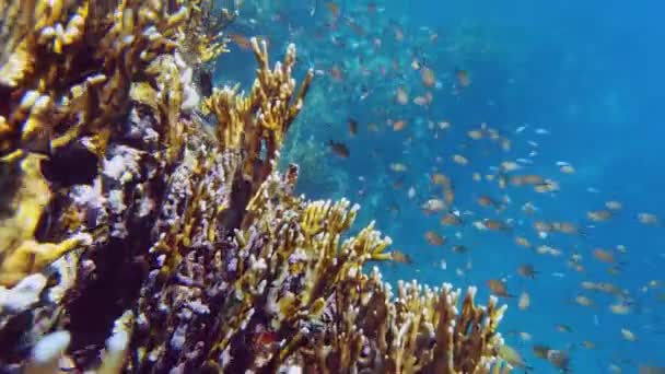 水下珊瑚礁。特写。美丽的、五彩斑斓的水下珊瑚花园海景，阳光下，成群的小鱼闪烁着异国情调。海洋生物。海洋世界。水下健康珊瑚 — 图库视频影像
