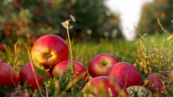 Sklizeň jablek. jablečná zahrada. detailní záběr. červená, zralá, šťavnatá jablka leží roztroušená v trávě na pozadí krásného jablečného sadu. při západu slunce, v záři slunce. organické ovoce. eko zahrada. Zahradnictví — Stock video