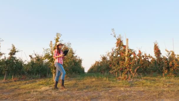 Récolte de pommes. agriculteur avec tablette. agricultrice, en chemise à carreaux et chapeau, avec tablette numérique dans les mains, marchant à travers les rangs de pommiers mûrs, dans le verger de pommiers, au coucher du soleil. vue latérale. — Video