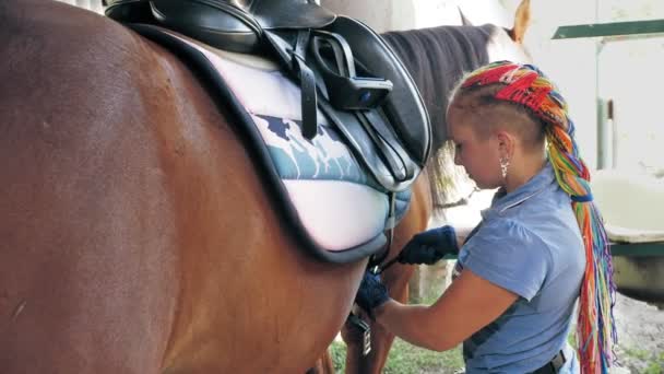 Péče o koně. Jezdkyně postroje Bay koně, připravuje palfrey pro jízdu na koni. Jezdectví. jockeyship. Jezdectví. Jezdecký sport. Jízda na koni. — Stock video