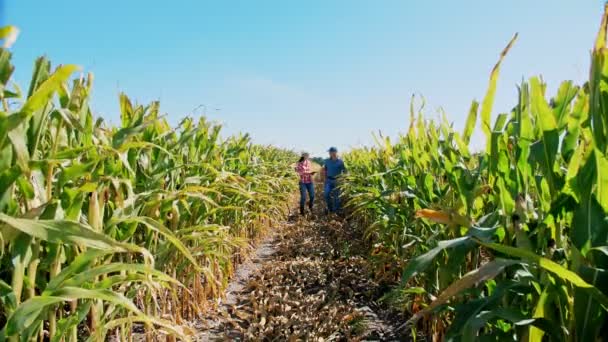Plantación de maíz. maizal. Dos granjeros, con tableta digital, caminando por el campo de maíz, entre hileras de maíz verde. Agricultor con tableta. Agroindustria. Granja de maíz. Tiempo de cosecha. — Vídeos de Stock