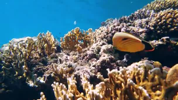 Podmořský korálový útes. detailní záběr. Krásná podmořská korálová zahrada, na slunci, s barevnými, lesklými, exotickými, útesovými rybami. Mořský život. mořský svět. — Stock video