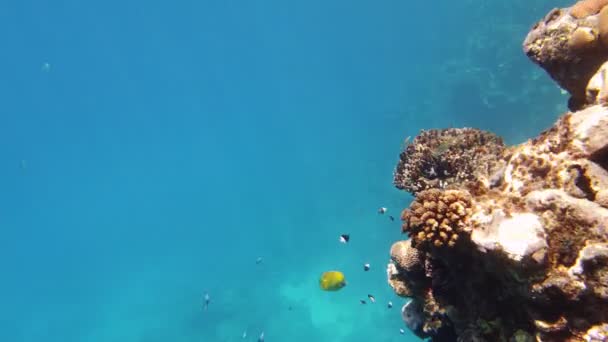 Podmořský korálový útes. Krásná podmořská korálová zahrada, na slunci, s nespočetnými barevnými, lesklými, exotickými, útesovými rybami. Mořský život. mořský svět. — Stock video