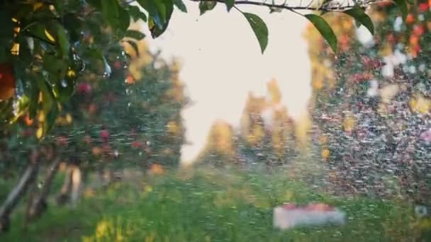 Яблучний сад. Система зрошення. крупним планом. автоматична система зрошення спринклер, що працює в яблучному саду, на заході сонця. Краплі розбризкуваної води сяють на сонячному світлі . — стокове відео
