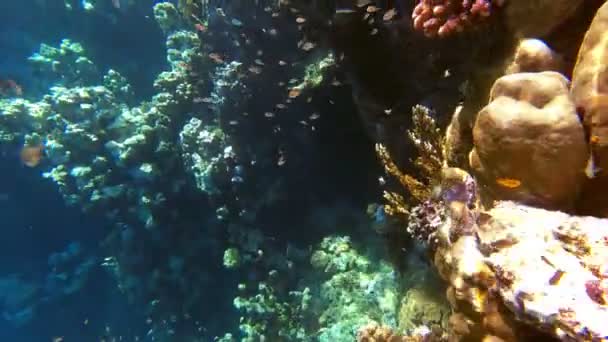 水下珊瑚礁。美丽的水下珊瑚花园海景，在阳光下，有着无数的小而多彩的、闪亮的、奇异的珊瑚礁鱼。海洋生物。海洋世界. — 图库视频影像