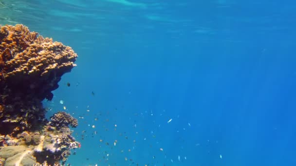 水下珊瑚礁。美丽的、五彩斑斓的水下珊瑚花园海景,在阳光下,有许多小小的、闪亮的、奇异的鱼.海洋生物。海洋世界。珊瑚花园天堂 — 图库视频影像
