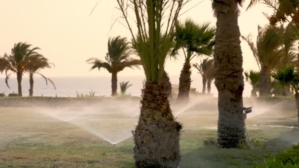 Rasenbewässerung. Rasenbewässerungssystem. Rasensprenger. Bewässerungssystem. Wassersprenger arbeiten und gießen Rasengras im tropischen Garten mit Palmen. — Stockvideo