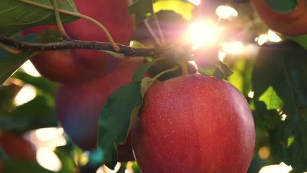 Appels. biologisch fruit. appelteelt. close-up. verse appels groeien op takken, in zonnevlam, in boomgaard. eco tuin. Tuinieren. biologisch voedsel. appeloogst — Stockvideo