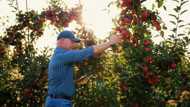 Cosecha de manzanas. granjero con tableta. Inspección de cosecha. agrónomo está utilizando tableta digital, mientras que el trabajo en huerto de manzana, a la luz del sol, al atardecer. Tecnología agroindustrial. — Vídeo de stock