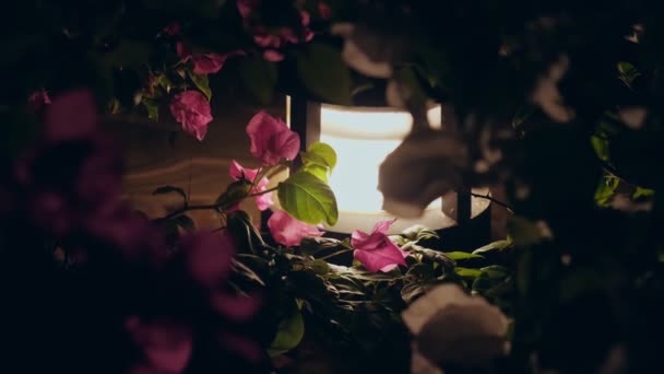 Фонарь с солнечной энергией. Низкий сад фонарь светит ярко ночью, подчеркивая красивые розовые бугенвиллии цветы в саду. — стоковое видео