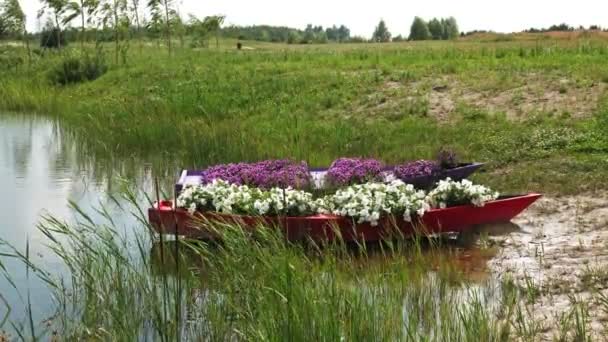 Paisagismo, design floral. petúnias florescentes. barcos decorativos decorados com petúnias ficam à beira de uma lagoa ou lago. Jardim Botânico. — Vídeo de Stock