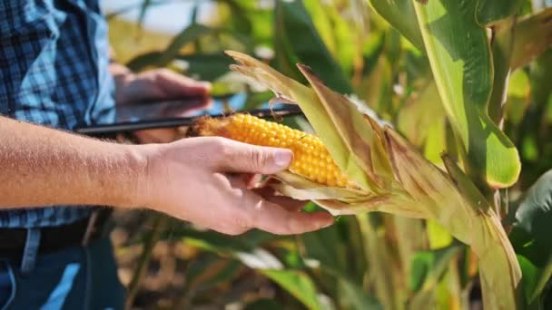 Piantagione di mais. primo piano. L'agricoltore ispeziona la qualità, la maturazione del mais, utilizzando tavolette digitali, esamina le colture di mais prima della raccolta. Agribusiness. La fattoria del mais. Tempo di raccolta. — Video Stock