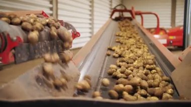 Patates hasadı. Yakın plan. Taze toplanmış patatesler taşıma bandında hareket ediyor. Otomatik tarım. tarım teknolojileri.