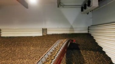 Depoda patates hasadı. Patates depolama. Depoda patates deposu var. patates hammaddesi.