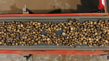 Patates hasadı. Üst Manzara. Yeni toplanmış, sıralanmış patates çubukları depodaki bir taşıma bandı makinesinde hareket ediyor. Otomatik tarım. tarım teknolojileri.