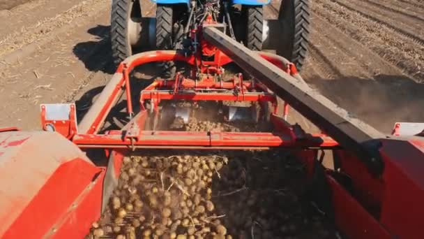Zbiorów ziemniaków. Kombajn ziemniaczany. zmechanizowany proces zbioru ziemniaków, przy użyciu specjalnego sprzętu rolniczego, ciągnika z kombajnem ziemniaczanym, na polu rolniczym — Wideo stockowe