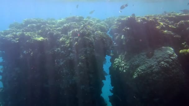 Podwodna rafa koralowa. Podwodny koralowy krajobraz morski, w słońcu, z kolorowymi, egzotycznymi, tropikalnymi rybami. Życie morskie. Morski świat. Podwodny zdrowy ogród koralowy. — Wideo stockowe
