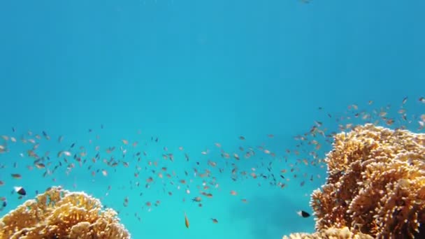 Balık sürüleri. Su altı mercan kayalıkları. sayısız farklı renkli, egzotik resif balığı mavi denizde yüzer ve güneş ışınları altında parlar. Okyanus ya da denizdeki su altı yaşamı. inanılmaz deniz manzarası. — Stok video