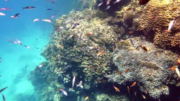 水下珊瑚礁。美丽的水下珊瑚花园海景,在阳光下,有着无数五彩斑斓、闪闪发光、异国情调的珊瑚礁鱼.海洋生物。海洋世界. — 图库视频影像