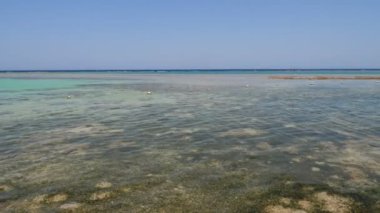 Dalgalar. Kızıldeniz sahili alçak gelgitte. Yosun ve ölü resif görülebilir..