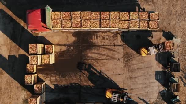 Loading apples. apple farming. apple harvest. apple crop. aero, top down. aerial view. apple boxes. unloading and loading of freshly picked apples, their further transportation — Stock Video