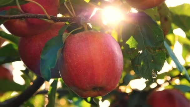 Mele. frutta biologica. coltivazione di mele. primo piano. le mele fresche crescono su ramo, in bagliore di sole, in frutteto. eco giardino. Giardinaggio. alimenti biologici. raccolto di mele — Video Stock