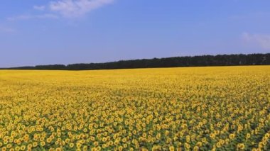 Ayçiçeği tarlası. Havacılık. Üst Manzara. Hava aracı videosu. Ayçiçeği tarlalarının üzerinde uçan. Mavi gökyüzüne karşı tarlalarda açan parlak sarı ayçiçekleri. Yaz günü. Tarım.