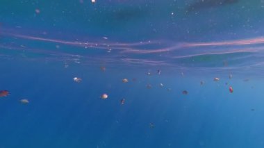 Balık sürüleri. Su altı mercan kayalıkları. sayısız küçük, renkli, egzotik resif balığı mavi denizde yüzer ve güneş ışınları altında parlar. Okyanus ya da denizdeki su altı yaşamı. inanılmaz deniz manzarası.