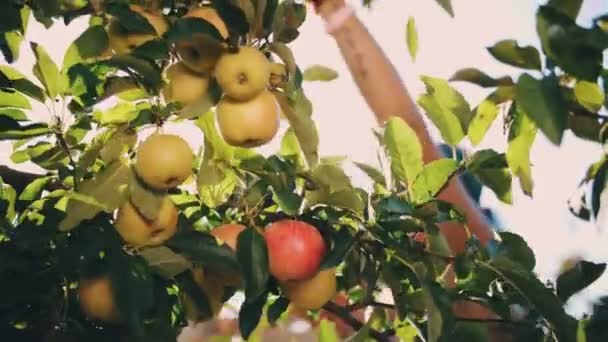 Συγκομιδή μήλων. βιολογικά φρούτα. καλλιέργεια μήλων. Κοντινό πλάνο. συγκομιδή μήλων. Κηπουρική. βιολογικά τρόφιμα. μήλα σε ηλιαχτίδα. Οικολογικός κήπος. — Αρχείο Βίντεο