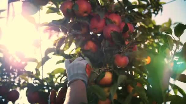 Äppelskörd. ekologisk frukt. Äppelodling. närbild. plocka äppelskörd. Trädgårdsarbete. Ekologisk mat. Äpplen i soleruption. ekoträdgård. — Stockvideo