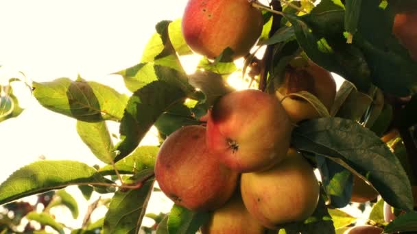Äpfel. Bio-Obst. Apfelanbau. Nahaufnahme. frische Äpfel wachsen an Zweigen, in der Sonne, im Obstgarten. Ökogarten. Gartenarbeit. Bio-Lebensmittel. Apfelernte — Stockvideo
