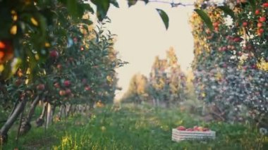 Elma bahçesi. Sulama sistemi. Yakın plan. Otomatik sulama sistemi gün batımında elma bahçesinde çalışıyor. Su damlaları güneş ışığında parlıyor..