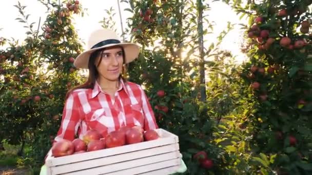 Sklizeň jablek. Veselá, usměvavá farmářka v kostkované košili a klobouku drží v záři slunce krabici čerstvě nakrájených červených jablek, kráčejících podél řad jabloní. pěstování jablek. Zahradnictví. — Stock video