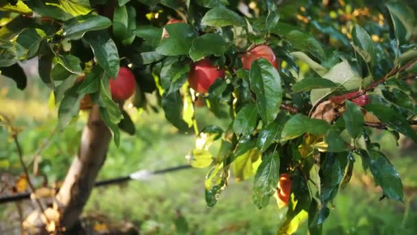 Appeltuin. irrigatiesysteem. close-up. breuk in slang, afbraak in druppelirrigatiesysteem in appeltuin, bij zonsondergang. Druppels spetterend water glinsteren in het zonlicht. — Stockvideo