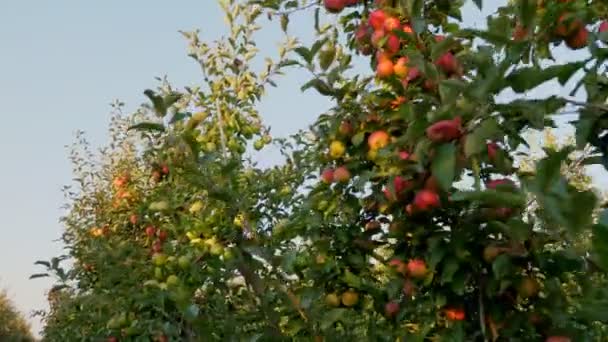 Appeltuin. appeloogst. mooie appelboomgaard met veel rijpe, rode, sappige appels op boomtakken, bij zonsondergang, in zonneschijn. biologisch fruit. eco tuin. Tuinieren. biologisch voedsel. — Stockvideo