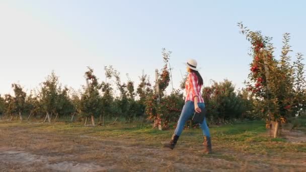Appeloogst. boer met tablet. vrouwelijke boer, in geruit hemd en hoed, met digitale tablet in handen, lopend door rijpe appelboomrijen, in appelboomgaard, bij zonsondergang. zijaanzicht. — Stockvideo